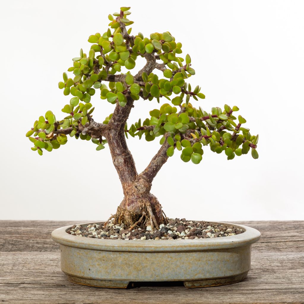 Jade Bonsai Tree (portulacaria Afra)