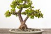 Jade Bonsai Tree (portulacaria Afra)