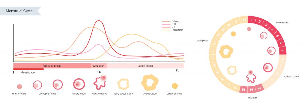 Human Fertility