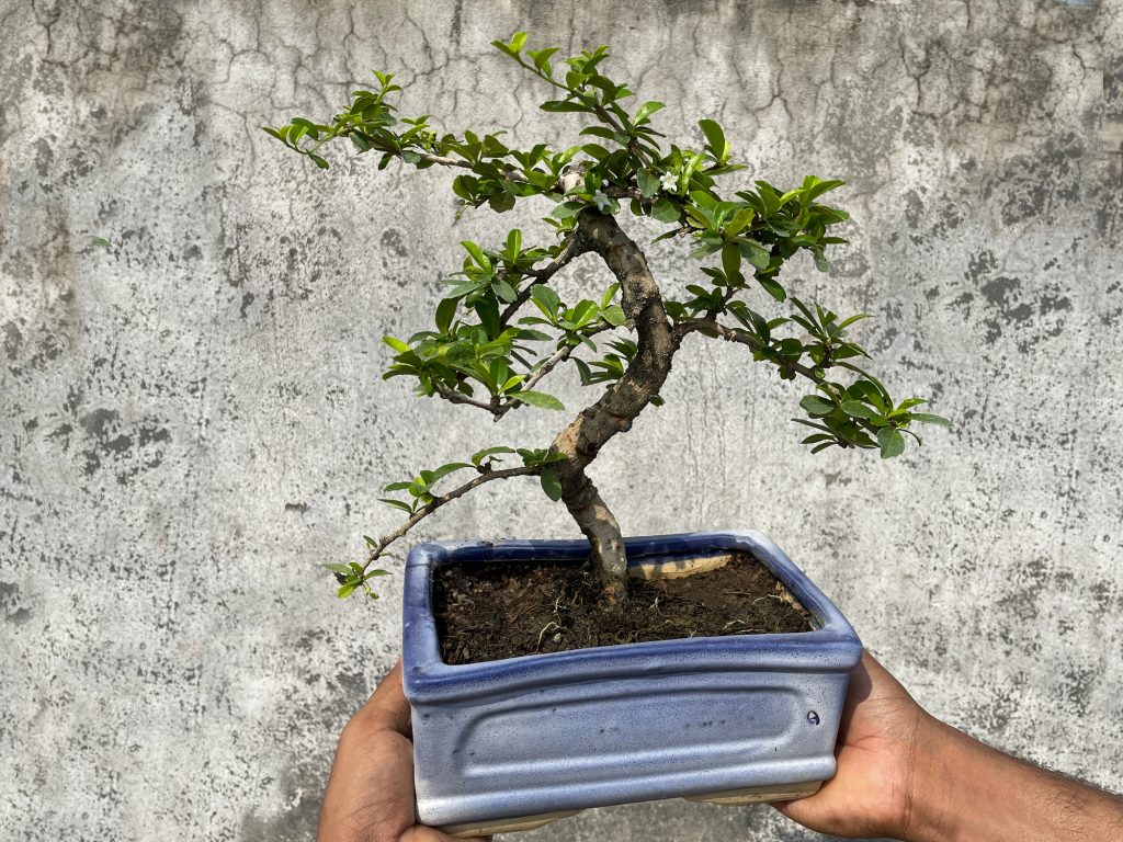 Close Up Image Of Unrecognisable Person Holding A Blue Ceramic Bonsai Pot Containing An Indoor Fukien Tea Tree (carmona Retusa), Grey Background