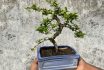 Close Up Image Of Unrecognisable Person Holding A Blue Ceramic Bonsai Pot Containing An Indoor Fukien Tea Tree (carmona Retusa), Grey Background