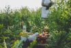 An Old Woman Collects Medicinal Herbs. Selective Focus.