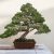 Beautiful Pine Tree Bonsai