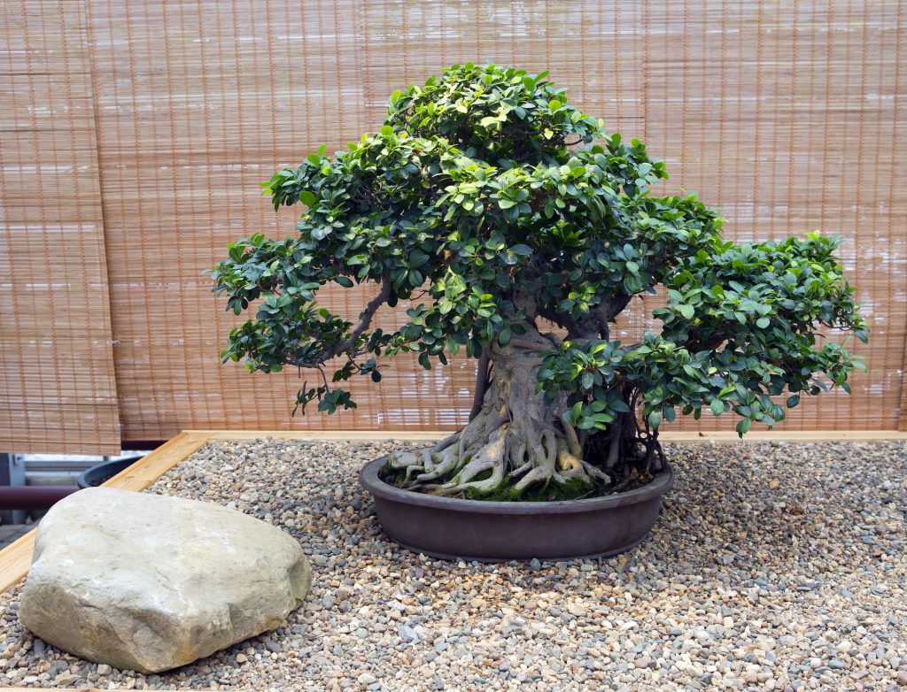 Bonsai. Ficus . Age About 60 Years.