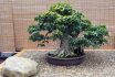 Bonsai. Ficus . Age About 60 Years.