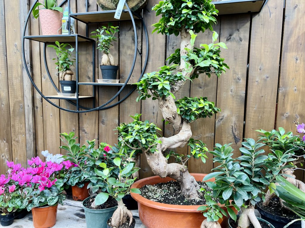 Ligustrum Bonsai On Shelf With Ficus Bonsai