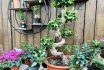 Ligustrum Bonsai On Shelf With Ficus Bonsai