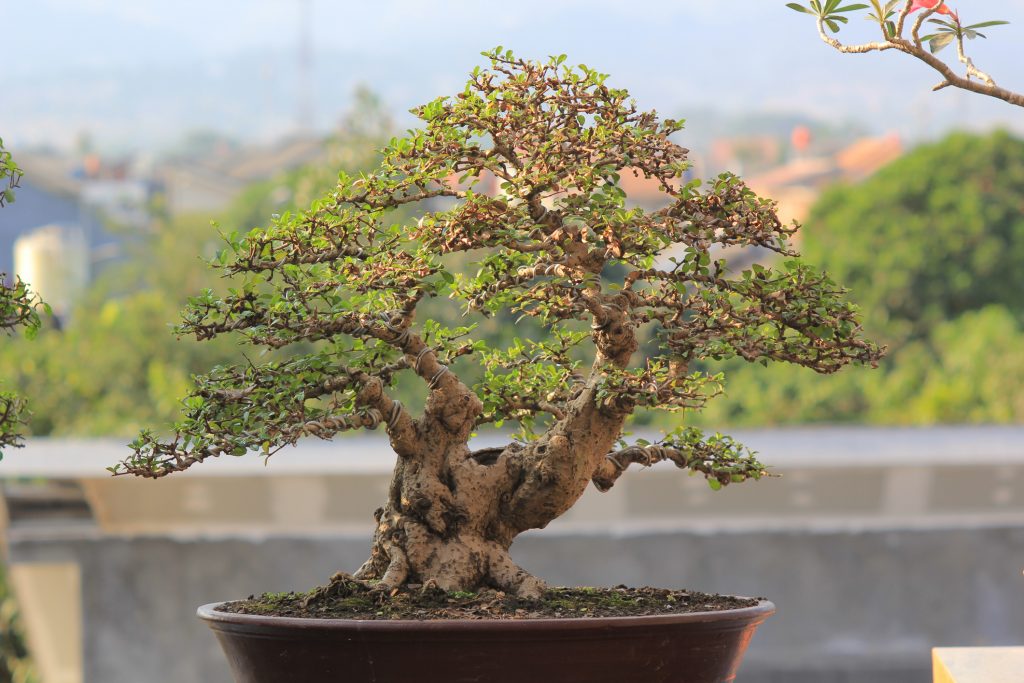 Micro Ulmus Bonsai