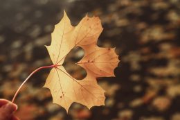 Hello, Autumn. The Heart Is Carved On A Yellow Maple Leaf As A Symbol Of Love For The Autumn Weather