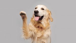 Golden Retriever Dog Doing Trick