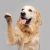 Golden Retriever Dog Doing Trick