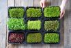 Microgreens Growing Background With Microgreen Sprouts On The Wooden Table. Top View.