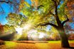 Gorgeous Colors Of Foliage In A Park