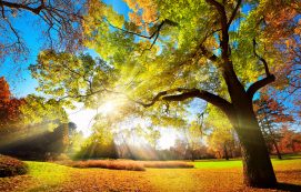 Gorgeous Colors Of Foliage In A Park