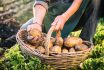 Farmer Picking Up Potatoes