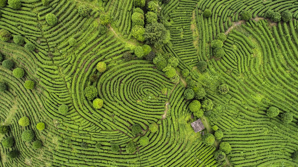 Aerial View Of Tea Fields