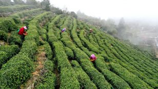 Tea Harvest In Fuding