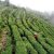 Tea Harvest In Fuding