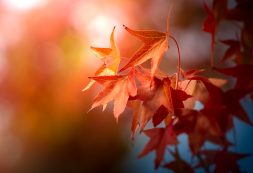 Afternoon Sycamore Leaves