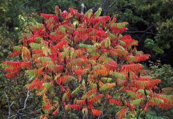 Staghorn Sumac, Anacardiaceae