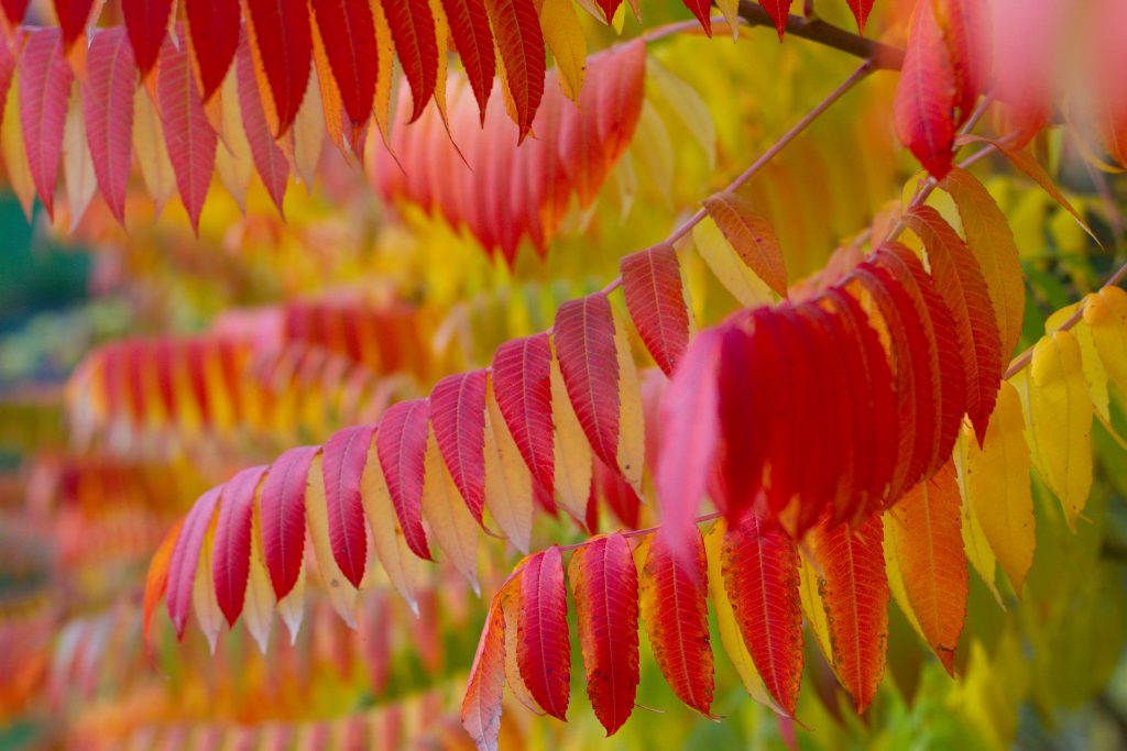 Close Up Of Beautiful Red Leaves Of Rhus Typhina Tree