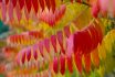 Close Up Of Beautiful Red Leaves Of Rhus Typhina Tree