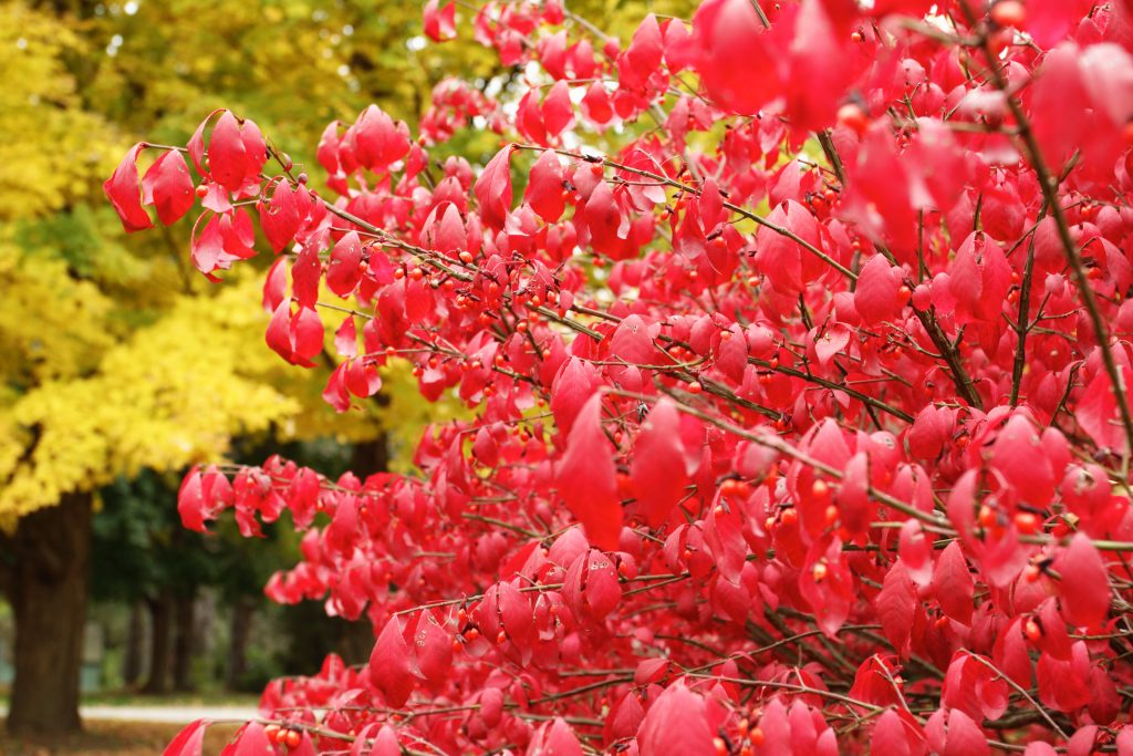 Autumn Burning Bush