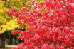 Autumn Burning Bush