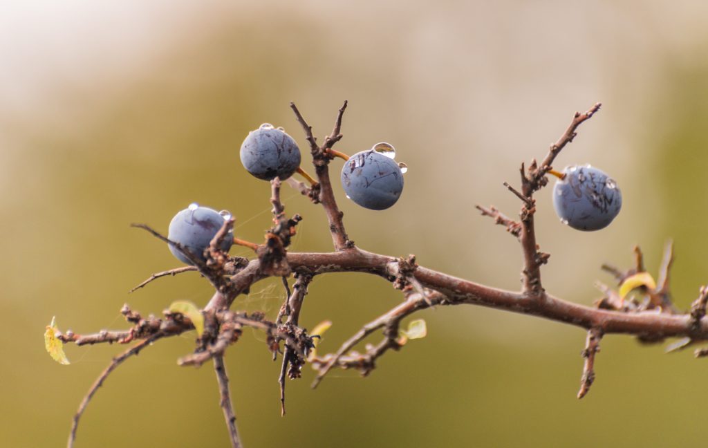 Ripe Thorn Fruits In The Forest