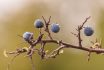 Ripe Thorn Fruits In The Forest