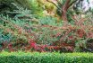 Many Red Fruits On The Branches Of A Cotoneaster Horizontalis Bush In The Garden In Autumn