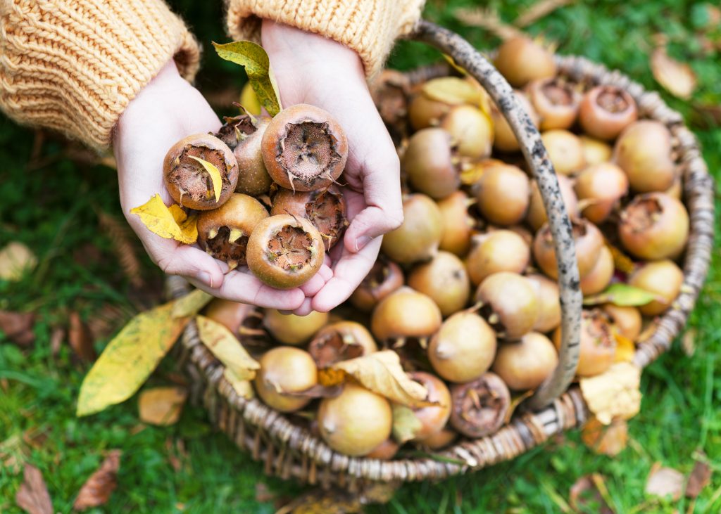 Top View Of A Handful With Ripe Organic Medlar Fruits And Yellow Leaves In The Cottage Garden.