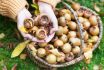 Top View Of A Handful With Ripe Organic Medlar Fruits And Yellow Leaves In The Cottage Garden.