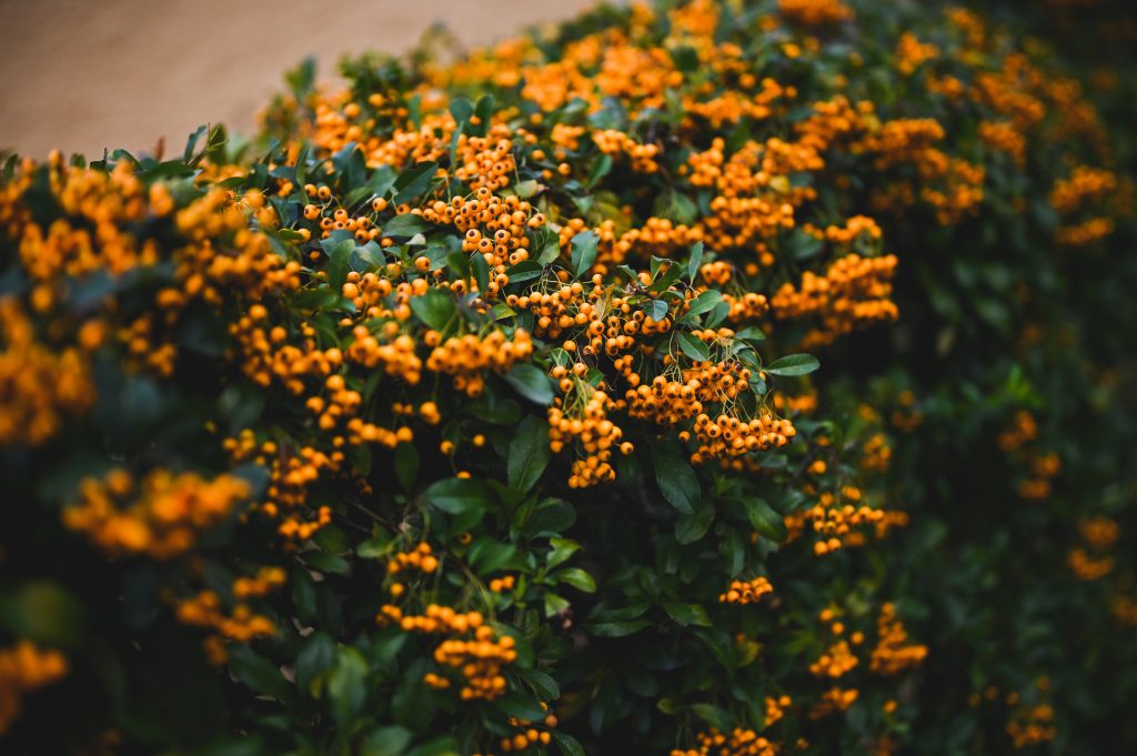 Hedge Of Firethorn (pyracantha) Close Up.