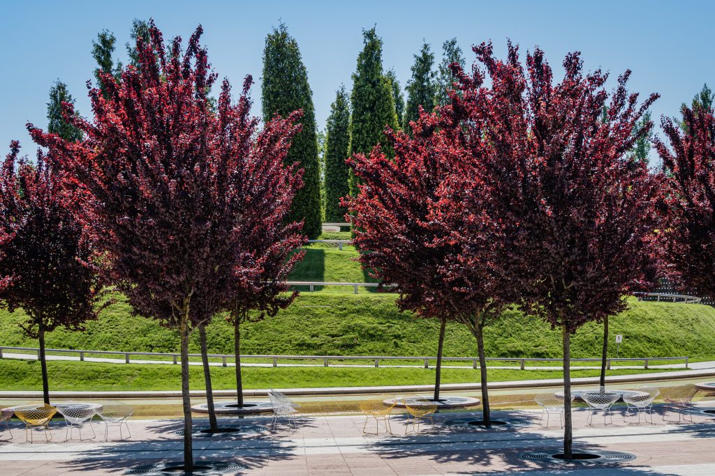 Prunus Cerasifera 'nigra' (black Plum Or Prune 'pissardii Nigra') With Purple Leaves Against Blue Sky. Close Up. Public City Landscape Park "krasnodar" Or Galitsky Park. Spring 2021