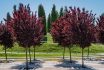 Prunus Cerasifera 'nigra' (black Plum Or Prune 'pissardii Nigra') With Purple Leaves Against Blue Sky. Close Up. Public City Landscape Park "krasnodar" Or Galitsky Park. Spring 2021