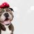 Banner American Bully Happy Dog Present For Christmas, Birthday Or Anniversary, Wearing A Red Ribbon On Head. Isolated On White Background.