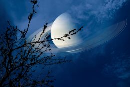 Saturn Near Earth On Night Sky Back Silhouette Dry Branch Tree