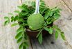 Moringa Oleifera Leaves With Powder In A Bowl