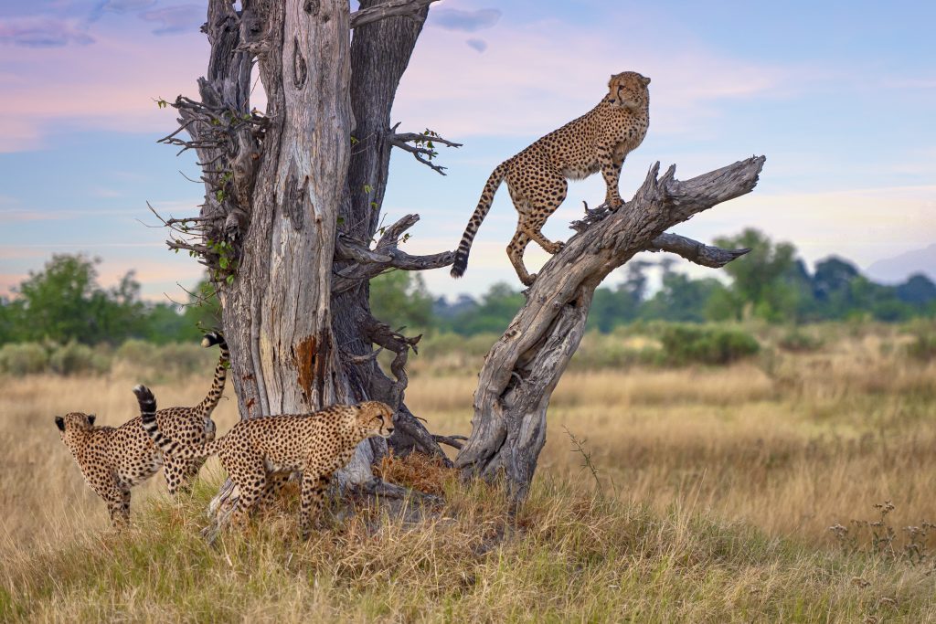 Botswana a szó legjobb értelmében vett állatkert / Kép forrása: Getty Images