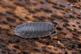 Closeup On A Grey Rough Woodlouse, Porcellio Scaber Sitting On A Piece Of Wood