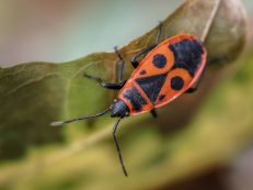 Wingless Blacksmith, Two Spotted Blacksmith Pyrrhocoris Apterus, Commonly Called A Species Of Bug From The Family Pyrrhocoridae, Common In Poland