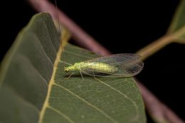 Adult Typical Green Lacewing