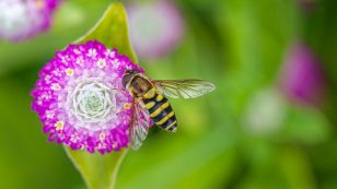 Syrphus Opinator, Black Margined Flower Fly, Gomphrena.