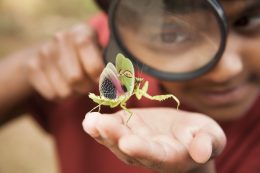 Elementary Age Boy Enjoys Discovering Nature. Magnifying Glass. Insect.