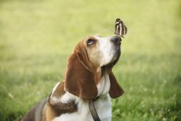 Cute Dog With Butterfly On His Nose