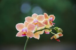 Ha nem virágzik az orchidea az nem a világvége, csupán változtatnunk kell néhány dolgon! / Kép forrása: Unsplash