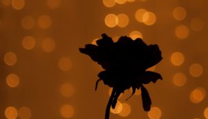Éjszaka virágzó növények / Kép forrása: Unsplash