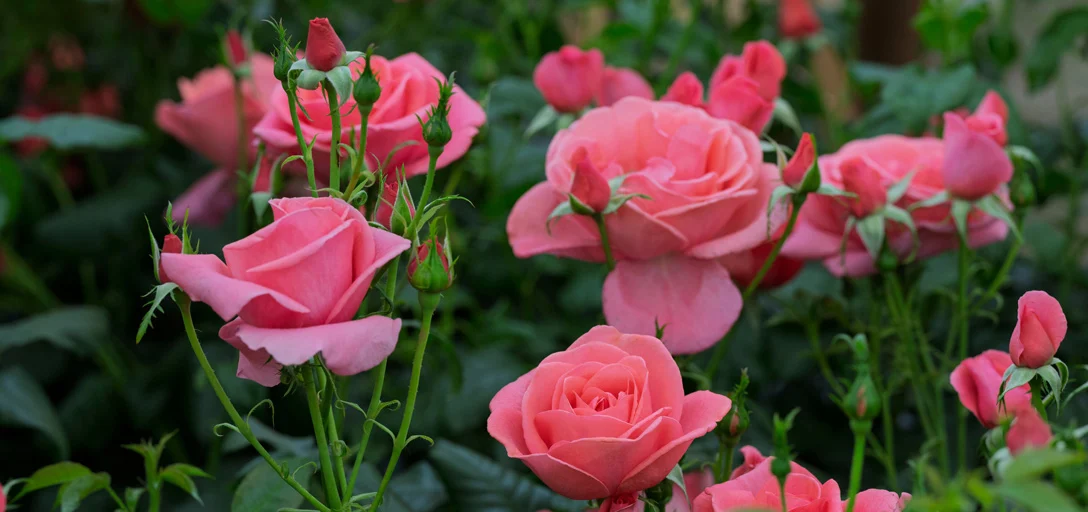 Ezt a virágot Katalin hercegnéről nevezték el – és azt is mutatjuk, hol veheted meg 2 Catherines Rose Harkness Roses At Rhs Chelsea 1088x512 1