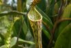 Upper Pitcher Of Nepenthes Stenophylla With Ants, A Carnivorous Pitcher Plant In Natural Habitat, Sarawak, Borneo